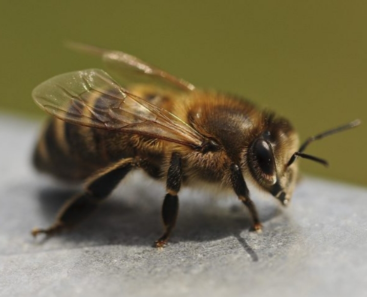 Honig aus Welzow Logo